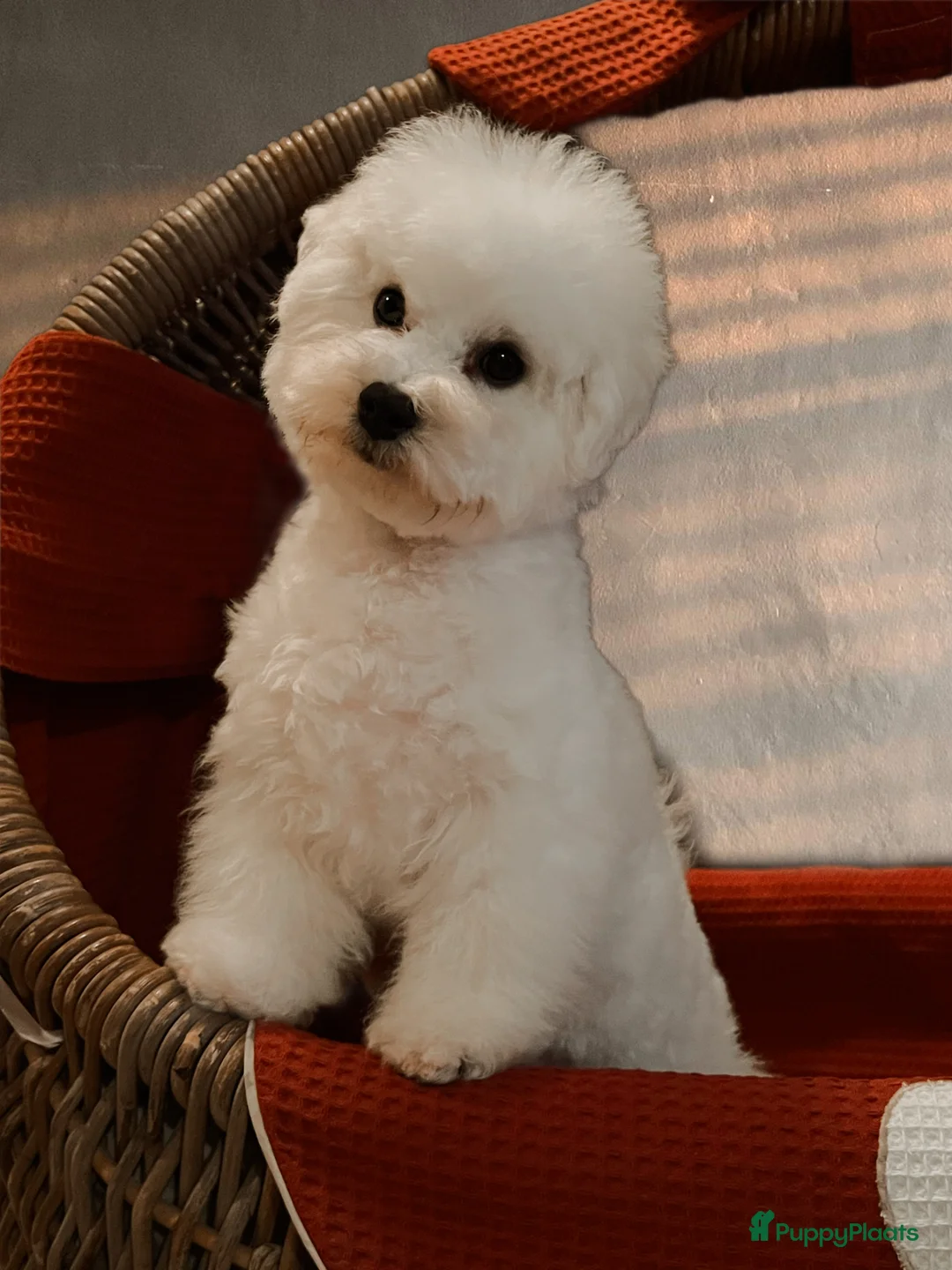 Galerij afbeelding {{count}}