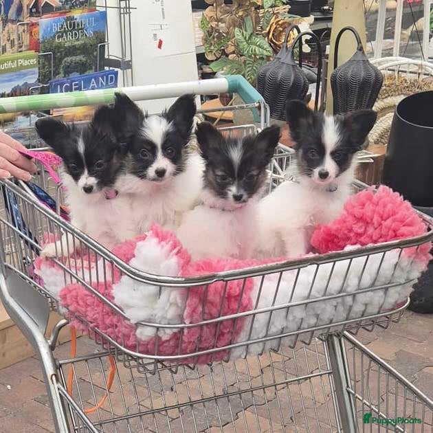 Vlinderhondje honden Papillon (vlinderhondjes) met FCI stamboom - Advertentie 1