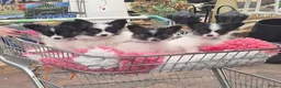 Vlinderhondje honden te koop: Papillon (vlinderhondjes) met FCI stamboom - Advertentie 1