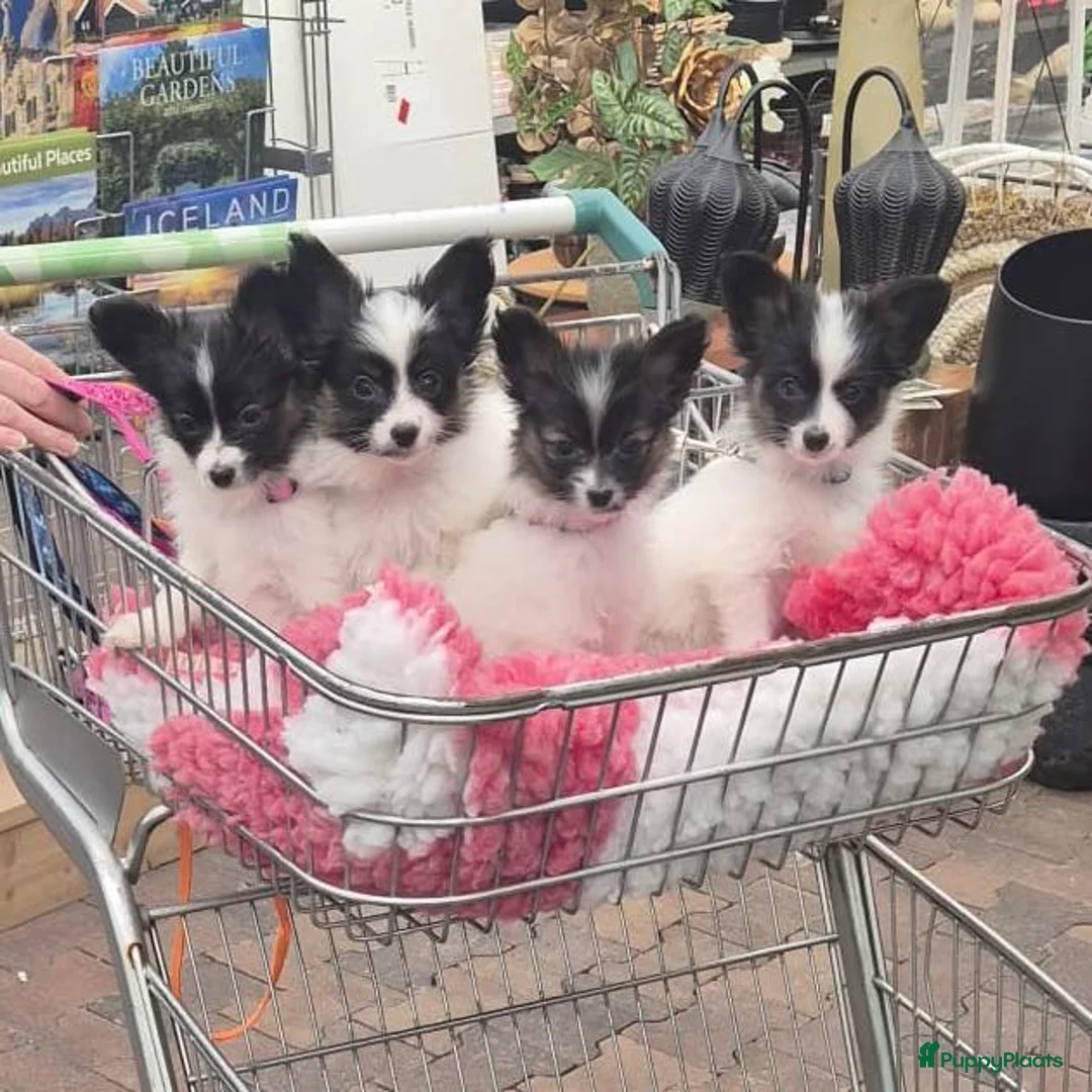 Vlinderhondje honden te koop: Papillon (vlinderhondjes) met FCI stamboom - Advertentie 1