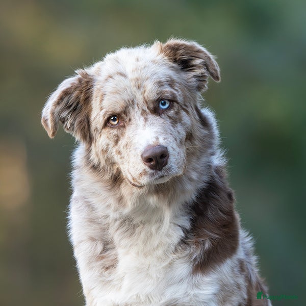 Australian Shepherd honden Australian Shepherd pup teefje - Advertentie 2