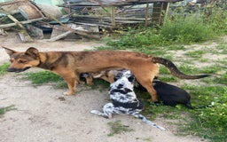 Australian Shepherd honden te koop: Kruising Aussi pups  - Afbeelding 13