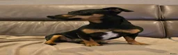 Jack Russel Terriër honden te koop: Te koop: Black & Tan Jack Russell Teef (2 jaar) - Advertentie 13