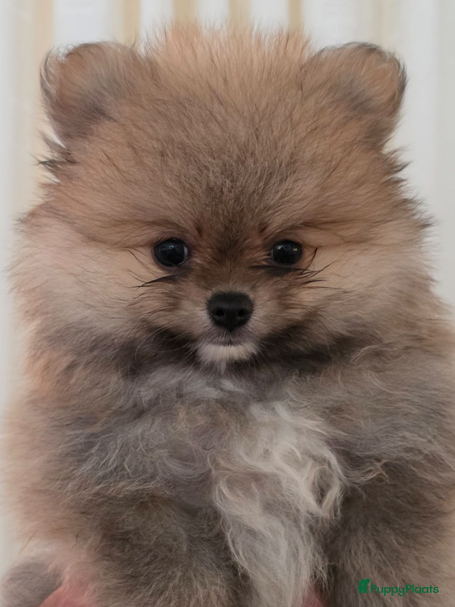 Pomeriaan honden Pomeriaan pups Nederlandse  - Advertentie 2