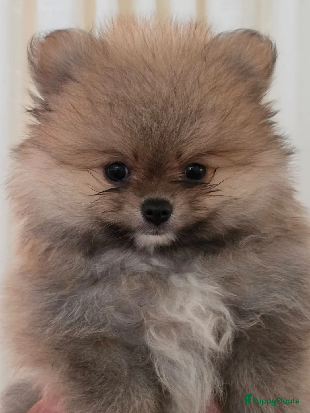 Pomeriaan honden te koop: Pomeriaan pups Nederlandse  - Advertentie 2