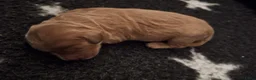 Australian Labradoodle honden te koop: Labradoodle pups verwachtte grootte 44 cm in Rijssen - Advertentie 9