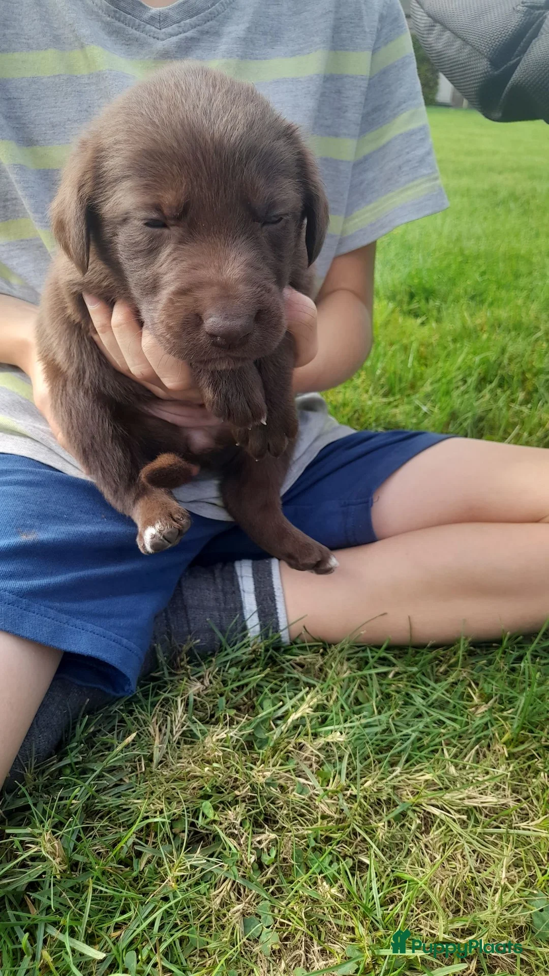 Kruising honden te koop: labrador x bordercollie pups - Advertentie 12