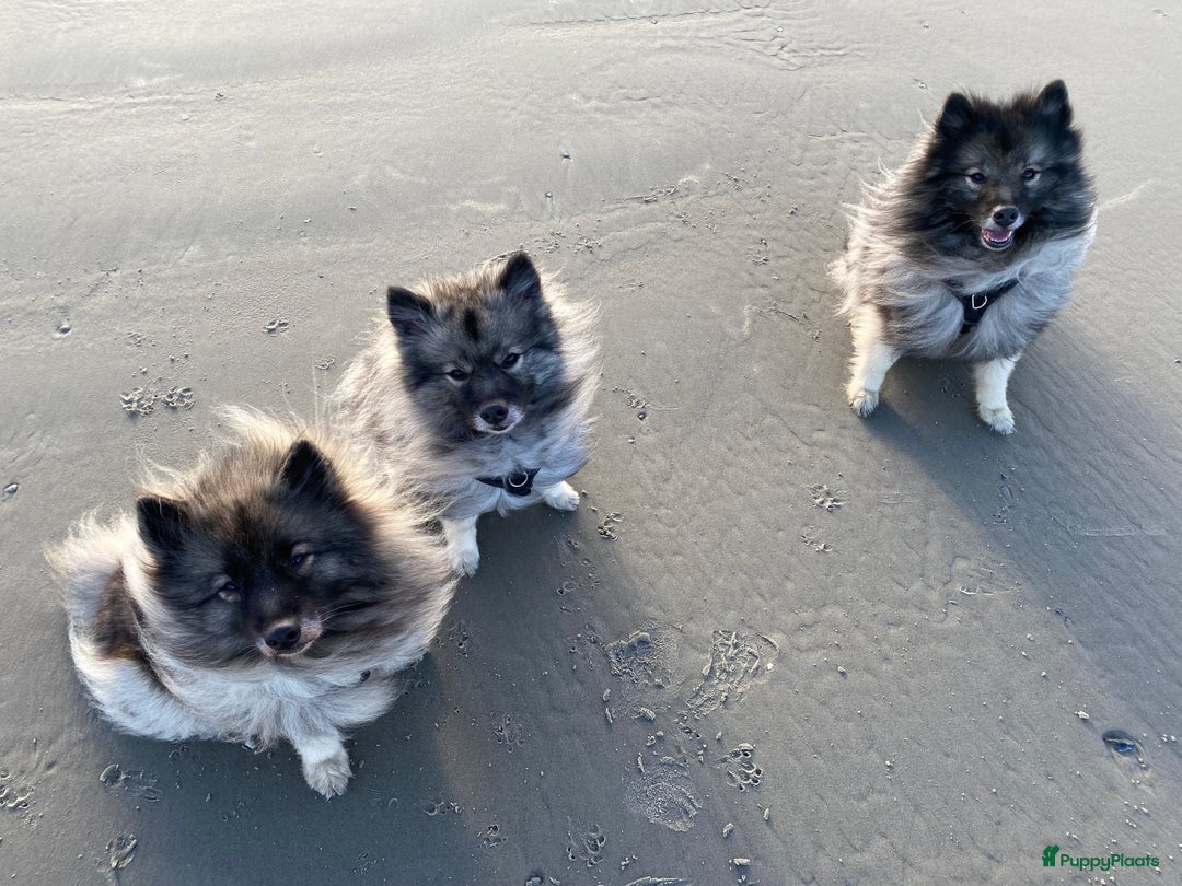 Galerij afbeelding {{count}}