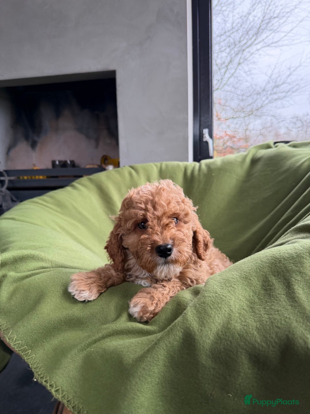 Labradoodle honden te koop: Mini Doodle (Dwergpoedel x Labradoodle) pups - Advertentie 18