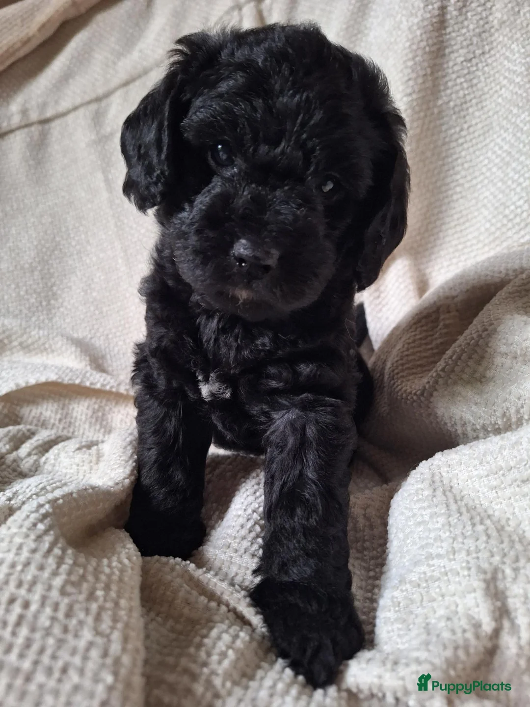 Labradoodle honden te koop: Lieve Labradoodle puppy mediumxmini bruin en zwart in Langbroek - Advertentie 2