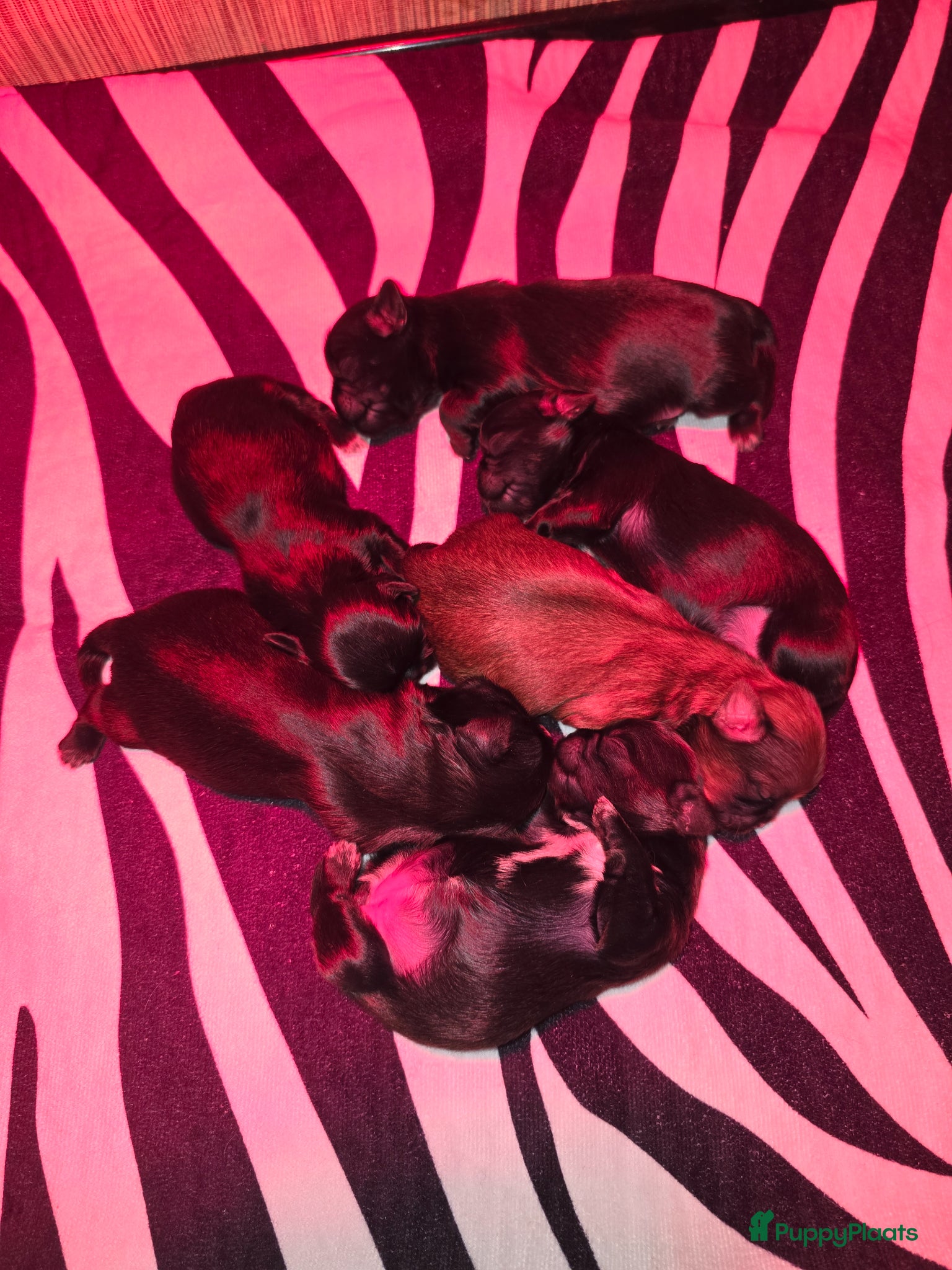 Kruising honden Prachtige Boomer Pups, Net Geboren 🖤🤎 - Advertentie 1