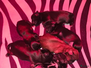 Kruising honden Prachtige Boomer Pups, Net Geboren 🖤🤎 - Advertentie 1