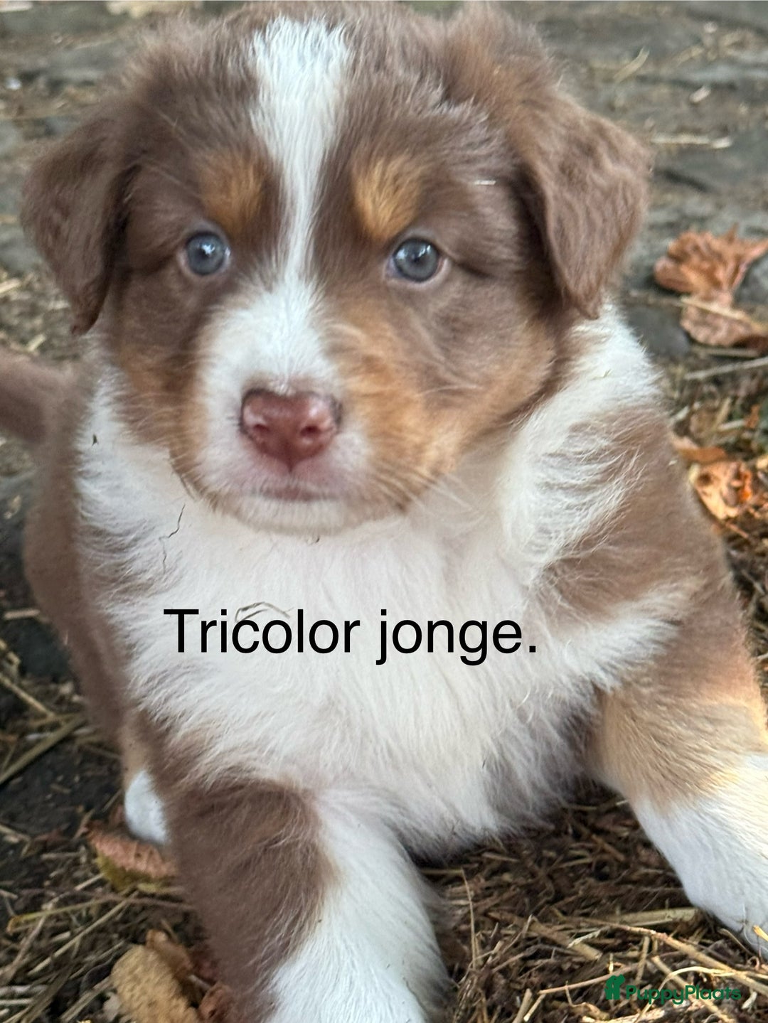 Australian Shepherd honden te koop: Raszuivere Australian Shepherd  - Afbeelding 16