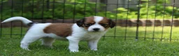 Kooikerhondje honden te koop: Raszuivere Kooikerpup reu. - Advertentie 19