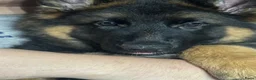 Duitse Herder honden te koop: Duitse herder puppy’s - Advertentie 6