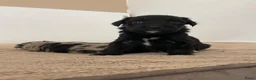 Aussiedoodle honden te koop: Aussiedoodle Aussie/Toy poedel - Advertentie 12