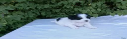 Shihpoo honden te koop: Lieve zachte Shihpoo pupjes te koop - Advertentie 3
