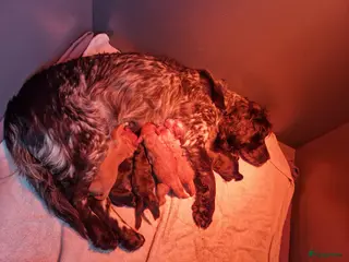 Cockapoo honden Cockapoo pups F1 - Advertentie 5