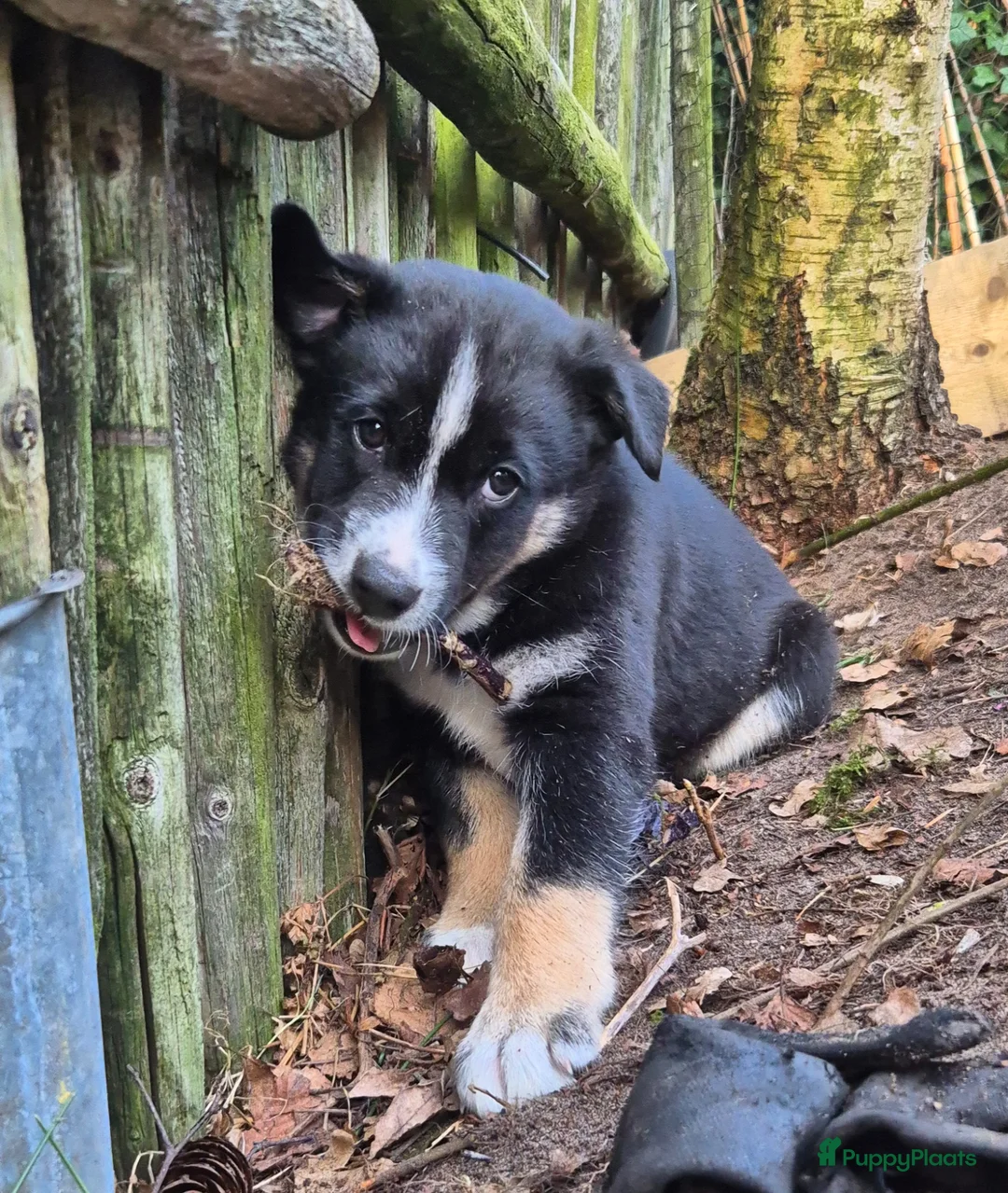 Kruising honden te koop: Pomsky en vader mix pup zoekt nog een huisje - Advertentie 1