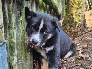 Kruising honden Pomsky en vader mix pups zoeken huisje - Advertentie 1