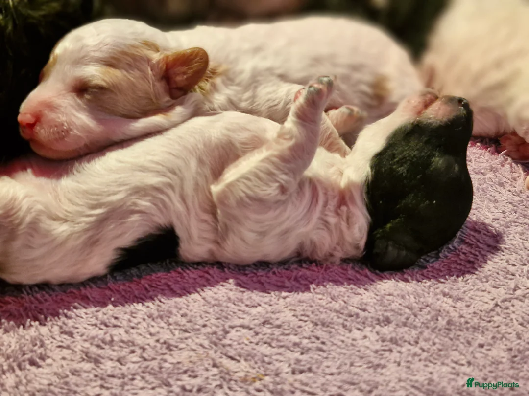 Poedel Toy honden te koop: 3 toy poedel reutjes - Advertentie 8