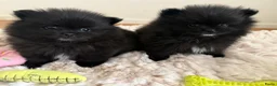 Pomeriaan honden te koop: Mooie kleine zwarte pomeranians/dwergkees pups - Advertentie 3