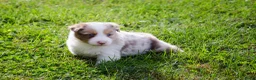 Border Collie honden te koop: Border collie geboren op boerderij (BE) - Advertentie 15