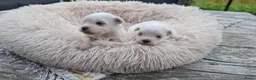 Maltezer honden te koop: Mini maltezer leeuwtjes. Vader en moeder aanwezig. - Advertentie 2