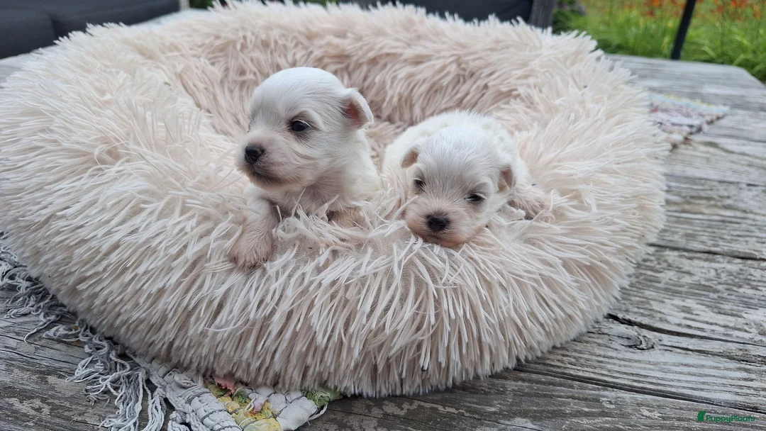 Maltezer honden te koop: Mini maltezer leeuwtjes. Vader en moeder aanwezig. - Advertentie 2