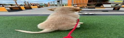 Golden Retriever honden te koop: Lieve puppy Bella (11 wkn) zoekt warm, lief thuis - Advertentie 6