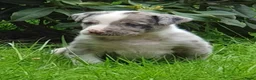 Kruising honden te koop: Border Collie Kruising pups  in Onstwedde - Advertentie 13