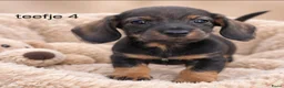 Ruwhaar Teckel honden te koop: Super mooie kaninchen ruw haar teckel pups - Advertentie 8
