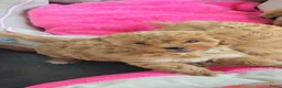 Maltipoo honden te koop: Mooie Maltipoo Pups puppies ( toy poedel ) - Advertentie 35