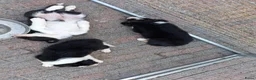 Border Collie honden te koop: Mooie, lieve en gesocialiseerde border collie - Advertentie 24