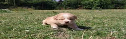 Labrador Retriever honden te koop: Wij hebben hele knappe labrador pups te koop - Advertentie 4