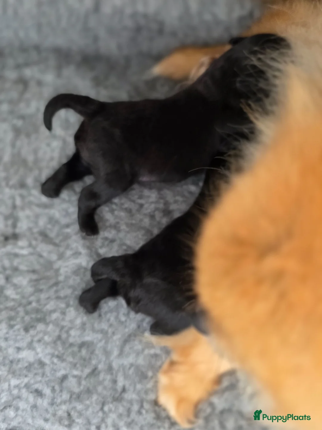 Kruising honden te koop: Pomeriaan×toypoedel - Advertentie 3