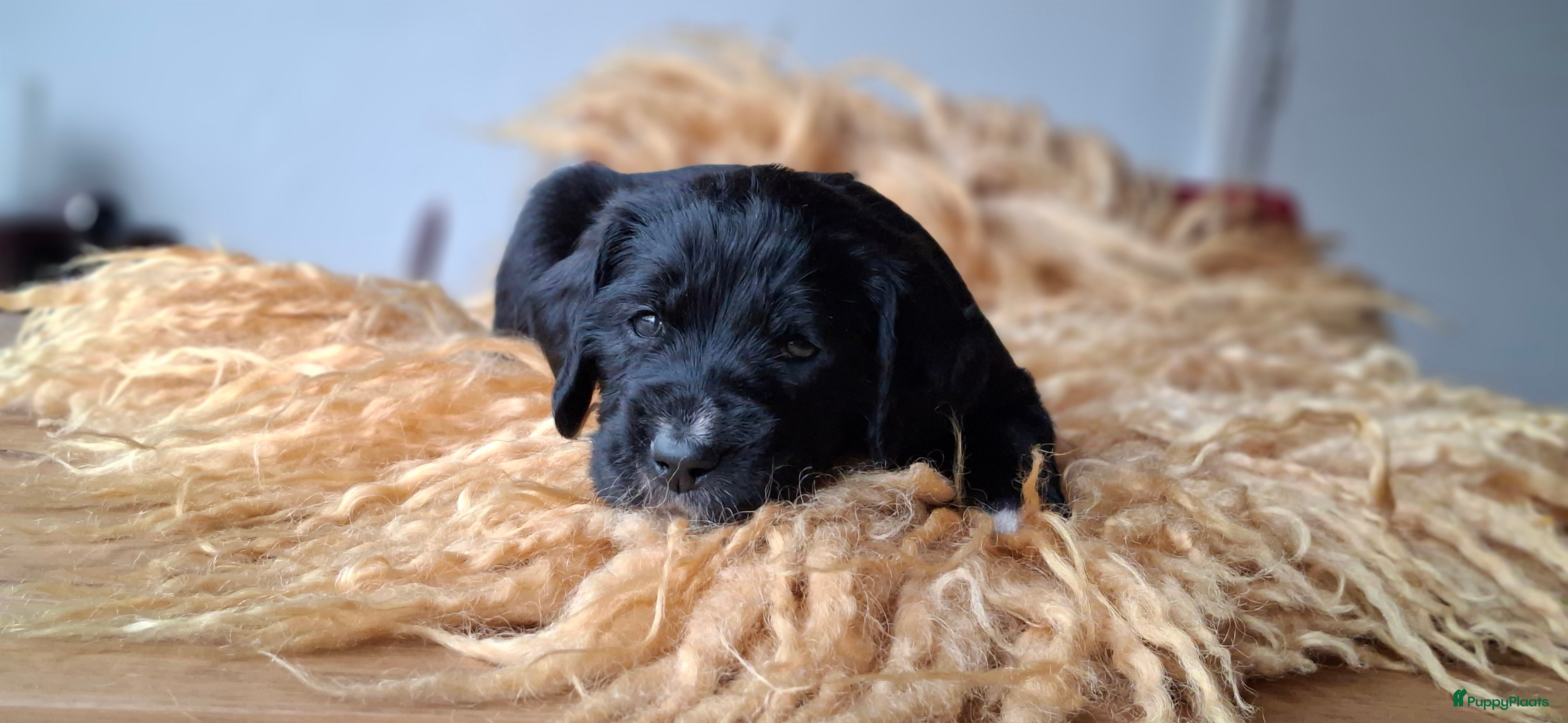 Kruising honden Labradoodle x Bloedhond / Zwitserse Senner pups - Advertentie 2