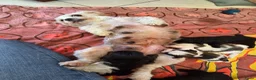 Boomer honden te koop: Nog 4 prachtige boomer reutjes beschikbaar  - Advertentie 1