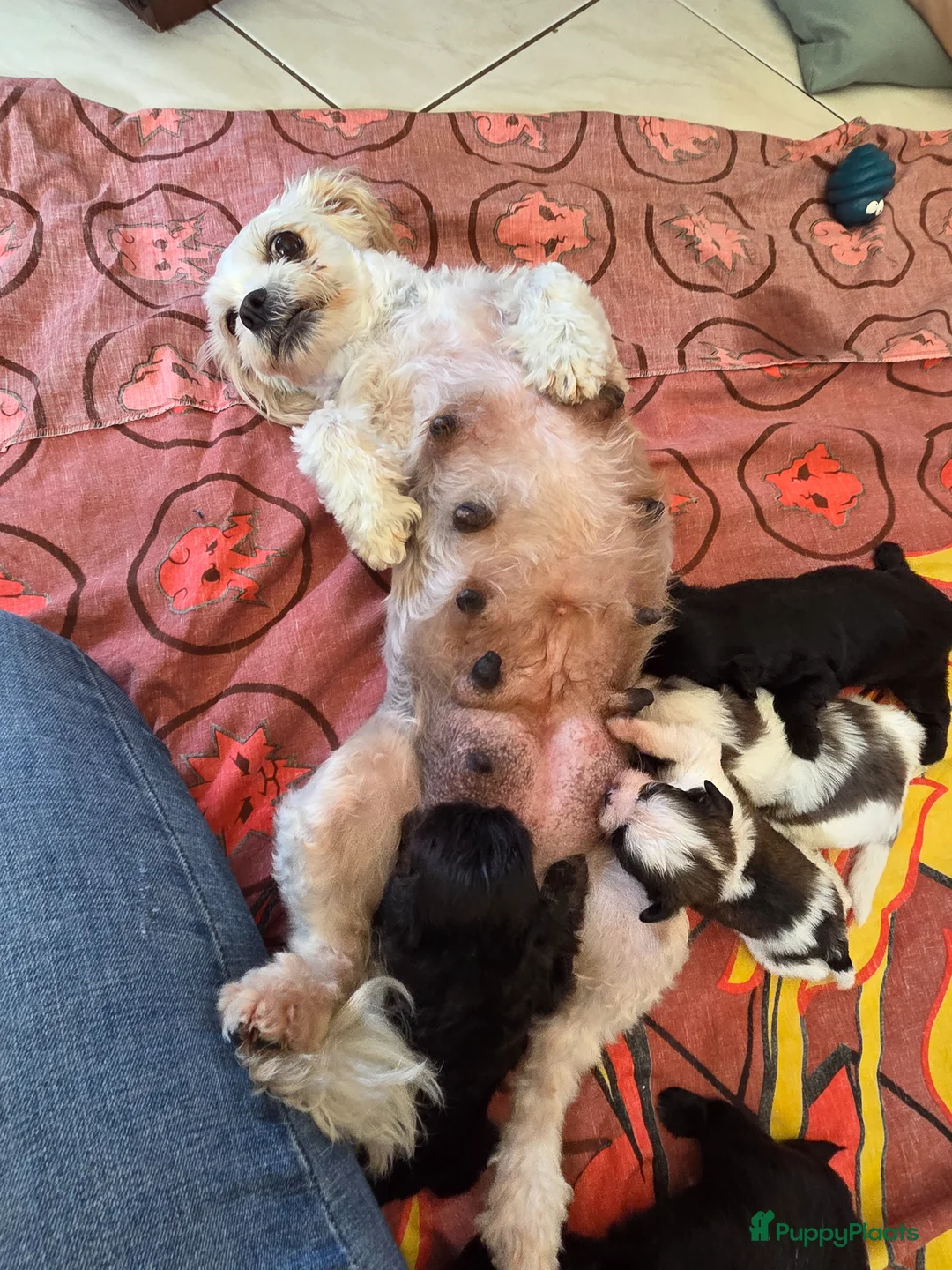 Boomer honden te koop: Nog 4 prachtige boomer reutjes beschikbaar  - Advertentie 1