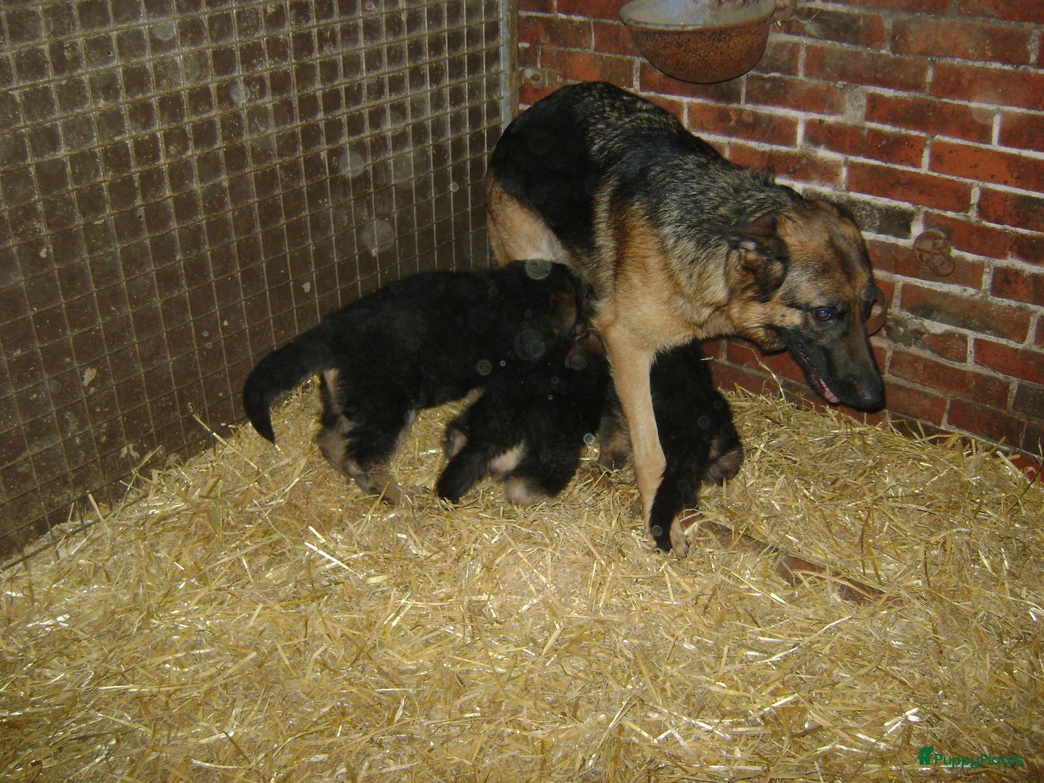 Duitse Herder pups te koop | Puppyplaats