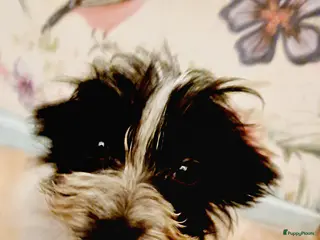 Kruising honden Zeer kleine waterhond - Advertentie 1