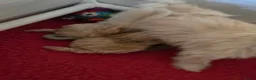 Maltipoo honden te koop: Mooie Lieve Maltipoo Maltezer / toypoedel pup - Advertentie 36