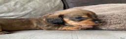 Ruwhaar Teckel honden te koop: Prachtige Standaard Ruwhaar Teckelpuppy’s ,  - Advertentie 30