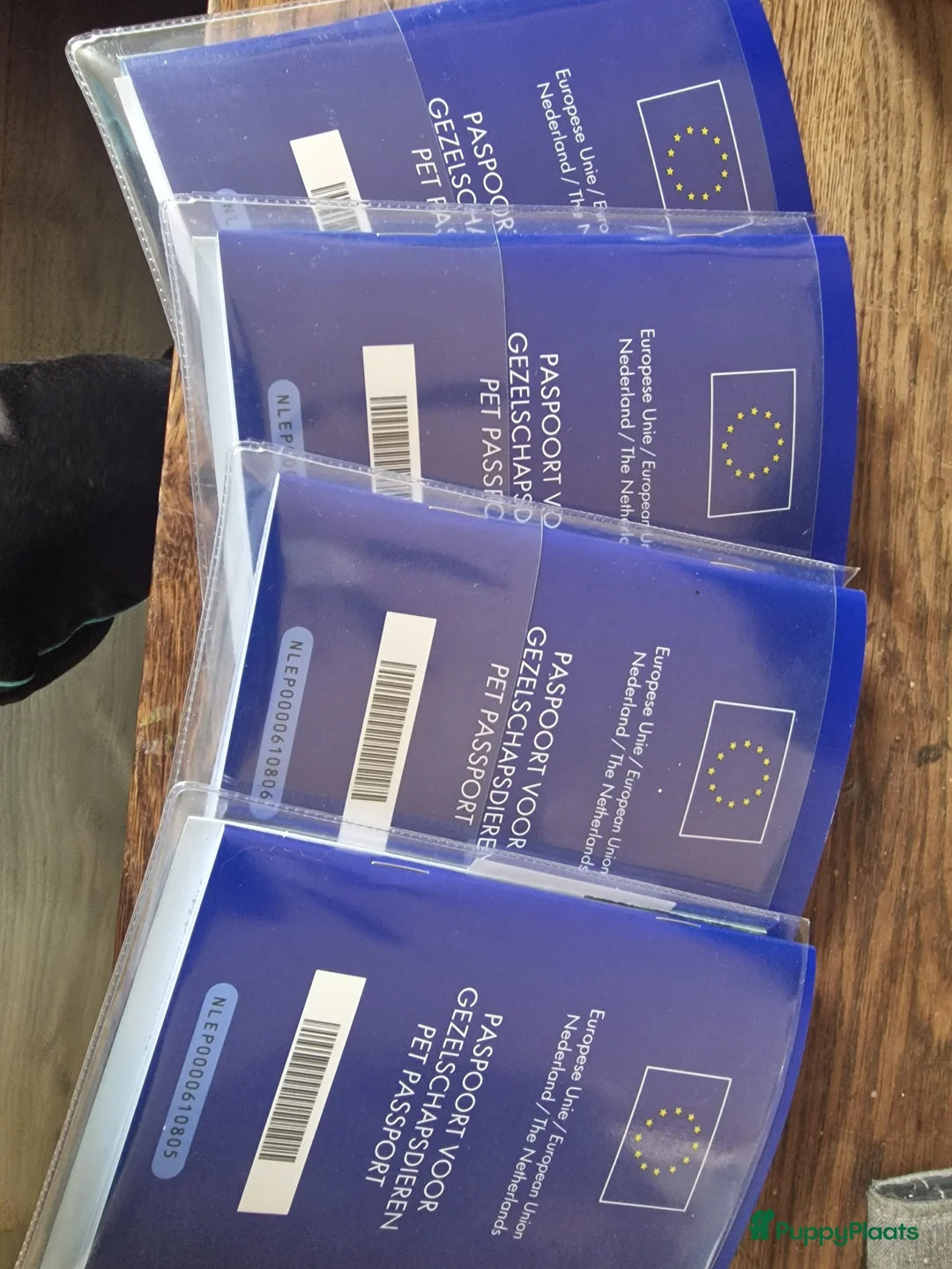 Boomer honden te koop: Mooi nestje boomer pups  - Advertentie 6