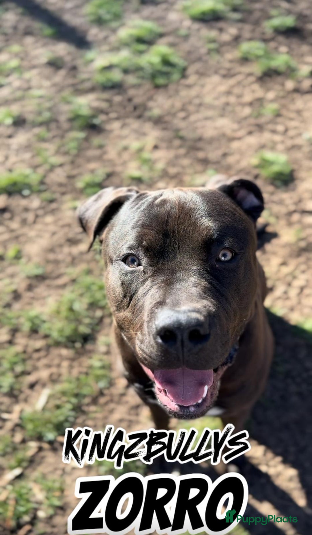 Amerikaanse Bully honden te koop: American Bully XL - Black Merle - Advertentie 11