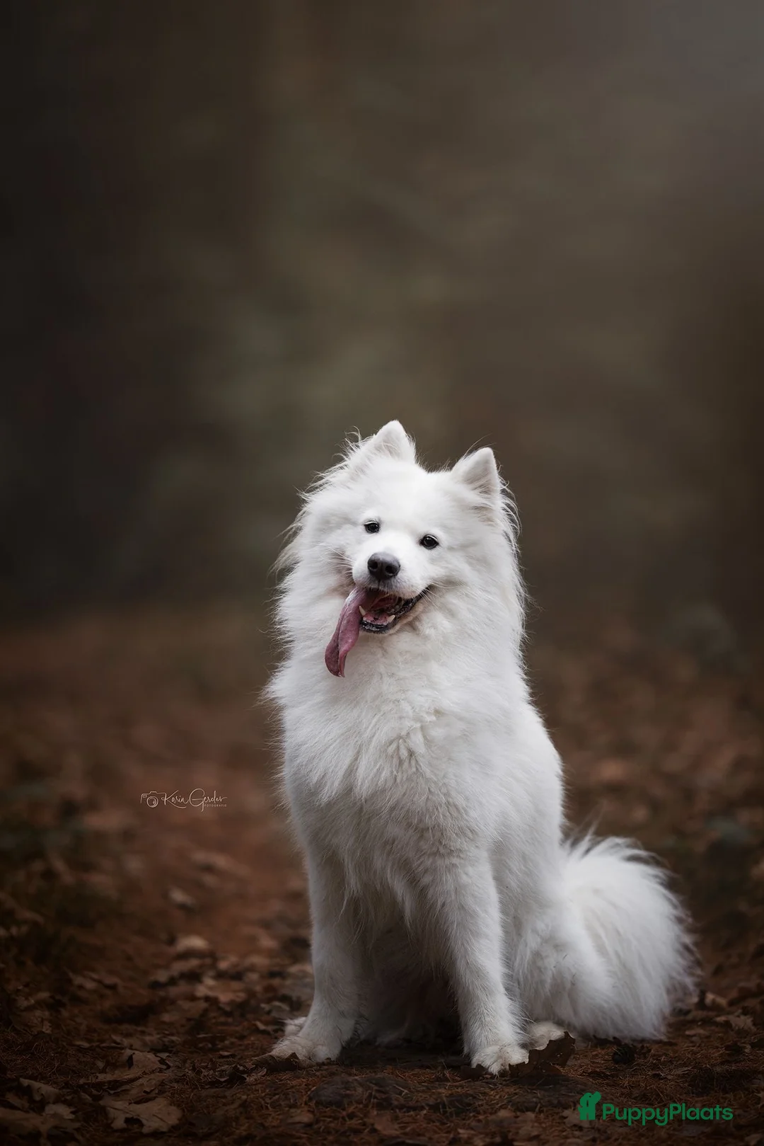 Samojeed honden te koop: Samojeed pups  - Advertentie 2