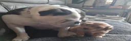 Havanezer honden te koop:  1 bruin/zwart/wit teefje beschikbaar fci stamboom - Advertentie 6