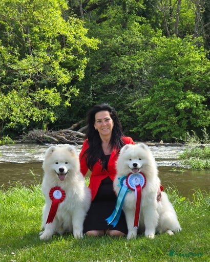 Galerij afbeelding {{count}}