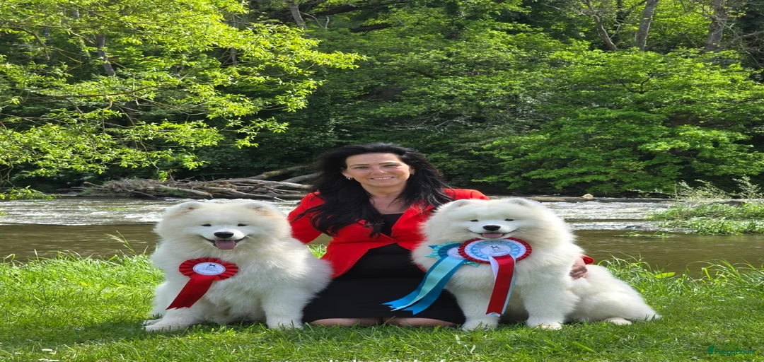 Galerij afbeelding {{count}}