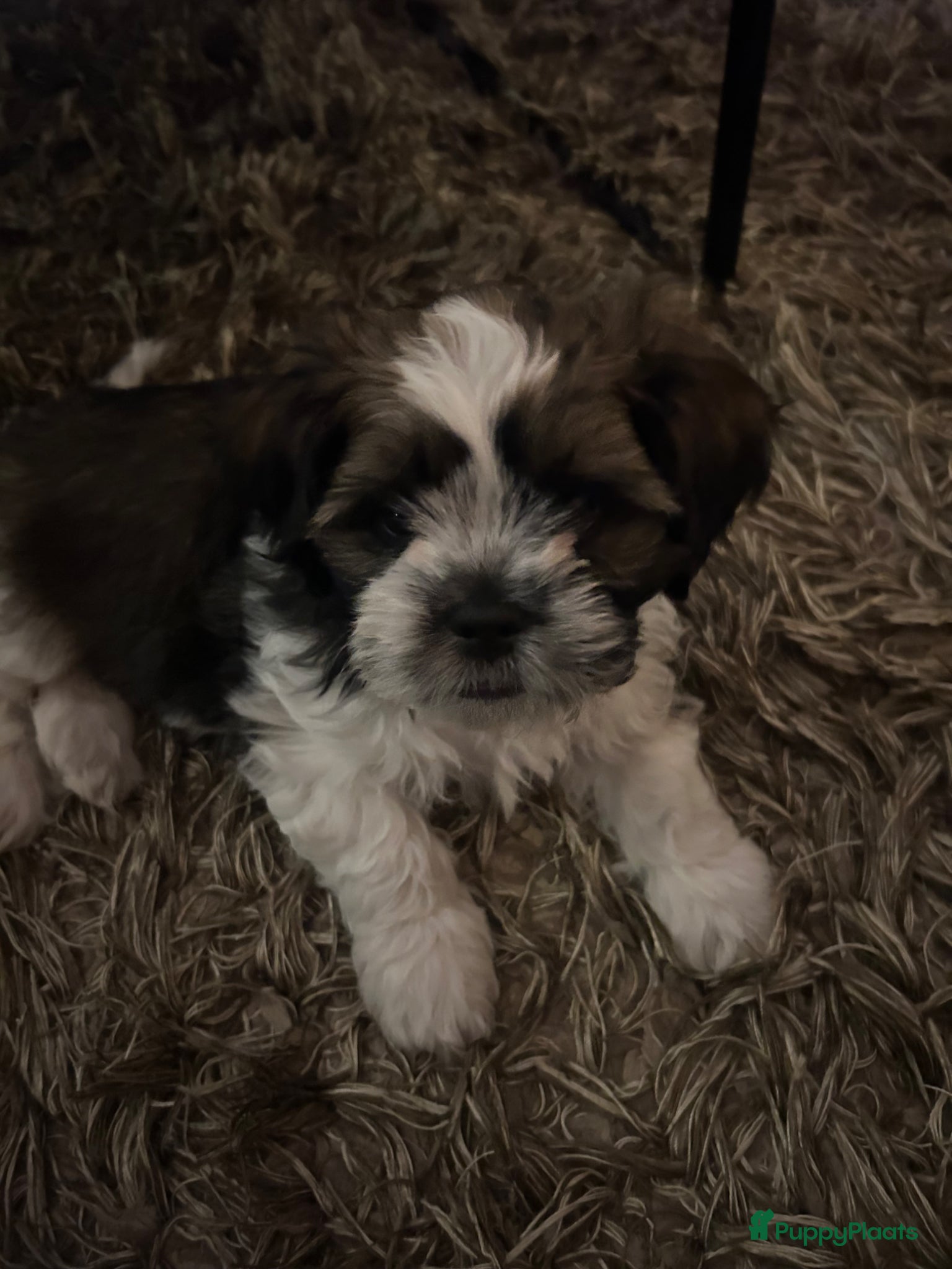 Shih Tzu honden te koop: Lieve stoere pup  - Advertentie 1